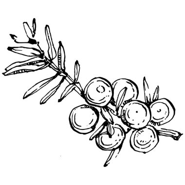 Juniper vektör çizimi. Böğürtlen dalında izole edilmiş eski bir illüstrasyon. Organik yağ oymalı taslak. Güzellik ve kaplıca, kozmetik malzeme. Etiket, poster, broşür, paket için harika