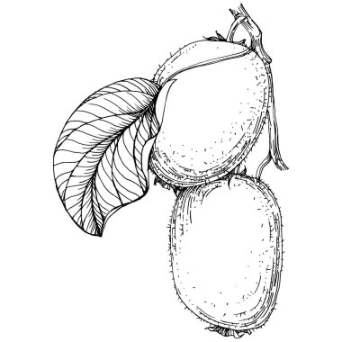 Olgun kivi beyaz üzerine izole edilmiş bir eskiz. Tropikal meyve çizim vektörü. Tasarım daveti, kartlar, posterler ve duvar resimleri için antika vintage gravür çizimi.