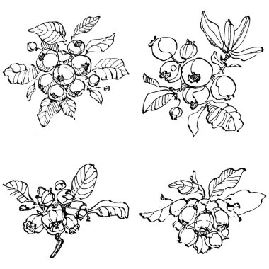 Yabanmersinli el klasik klipsli resim çiziyor. Sanat tarzında detaylandırılmış böğürtlen logosu ya da dövme. Siyah ve beyaz izole edilmiş. Amblem için antika vintage gravür