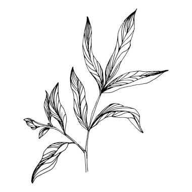 Şakayık çiçeği. Çiçekli bahar botanik şakayıkları. İzole illüstrasyon elementi. Arkaplan, doku, ambalaj deseni, çerçeve veya kenar çizimi için vektör el.