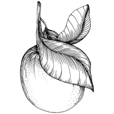 Turuncu çizim turunçgil meyve süslemesi. El yapımı Portakal Botanik Çizimleri. Beyaz arka planda izole edilmiş siyah beyaz çizgili sanat eserleri. 