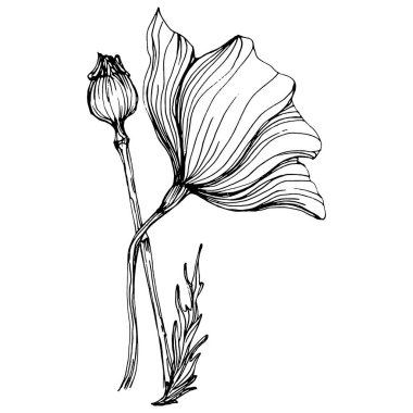 Maquis çiçeği. Gelincik çiçekli botanik çiçeği. İzole illüstrasyon elementi. Arkaplan, doku, ambalaj deseni, çerçeve veya kenar çizimi için vektör el.