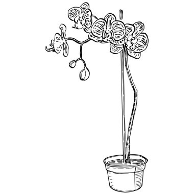 Orkideler çiçek açar. Çiçekli botanik çiçeği. İzole illüstrasyon elementi. Arkaplan, doku, ambalaj deseni, çerçeve veya kenar çizimi için vektör el.