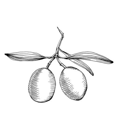 Zeytin eskiz elemanı. Zeytin dalları izole edilmiş. Arkaplan, doku, ambalaj deseni, çerçeve veya kenar çizimi için vektör el.