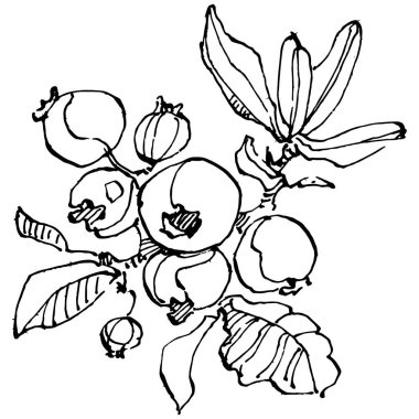 Yabanmersinli el klasik klipsli resim çiziyor. Sanat tarzında detaylandırılmış böğürtlen logosu ya da dövme. Siyah ve beyaz izole edilmiş. Amblem için antika vintage gravür