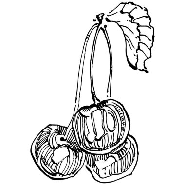 Kiraz çizimi izole edildi. Beyaz arka planda siyah beyaz klipsli sanat. Antika vintage gravür çizimi.