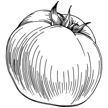 Domates yalıtılmış elementler. Sebzeler vektör çizimi. İşlemeli stil. Tarım piyasasında ürün. Tasarım menüsü, etiket, rozet, pankart ve tanıtım için en iyi yer. 