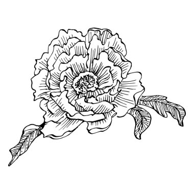 Şakayık çiçeği. Çiçekli botanik çiçeği. İzole illüstrasyon elementi. Arkaplan, doku, ambalaj deseni, çerçeve veya kenar çizimi için vektör el.