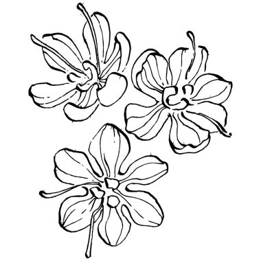 Crocus çiçek vektörü çizimi beyaz arka planda izole edilmiş, safran çizgisi sanatı. Siyah çizgili şirin bir çiçek ve beyaz arka planda beyaz bir uçak..