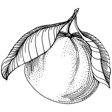 Mandarin Sketch Turunçgil Meyve Dekorasyonu. El yapımı Portakal Botanik Çizimleri. Beyaz arka planda izole edilmiş siyah beyaz çizgili sanat eserleri. 