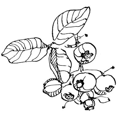 Yabanmersinli el klasik klipsli resim çiziyor. Sanat tarzında detaylandırılmış böğürtlen logosu ya da dövme. Siyah ve beyaz izole edilmiş. Amblem için antika vintage gravür