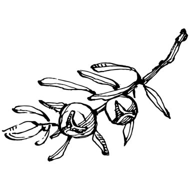 Juniper vektör çizimi. Böğürtlen dalında izole edilmiş eski bir illüstrasyon. Organik yağ oymalı taslak. Güzellik ve kaplıca, kozmetik malzeme. Etiket, poster, broşür, paket için harika