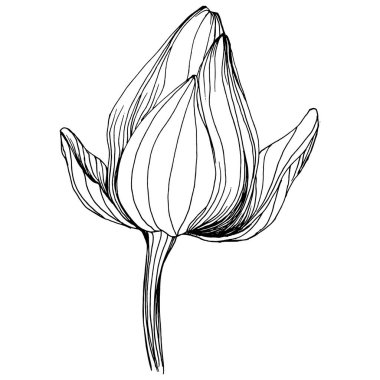 Nilüfer çiçeği. Çiçekli botanik çiçeği. İzole illüstrasyon elementi. Arkaplan, doku, ambalaj deseni, çerçeve veya kenar çizimi için vektör el.