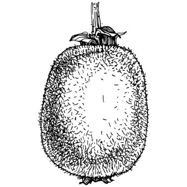 Kiwi Sketch narenciye meyve süslemesi. El Çizimi Kivi Botanik Çizimleri. Beyaz arka planda izole edilmiş siyah beyaz çizgili sanat eserleri. 