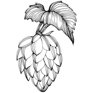 Zıplayan bitki el, klasik klipsli resim çiziyor. Humulus logosu ya da dövmesi sanat tarzında detaylı. Siyah ve beyaz izole edilmiş. Amblem için antika vintage gravür
