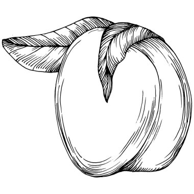 Şeftali eskiz vektörü izole edildi. El çizimi illüstrasyon meyvesi. Yaz yemekleri oymalı eski moda. Detaylı vejetaryen eskizi. Tasarım logonuz için harika, amblem, etiket, poster, baskı, menü