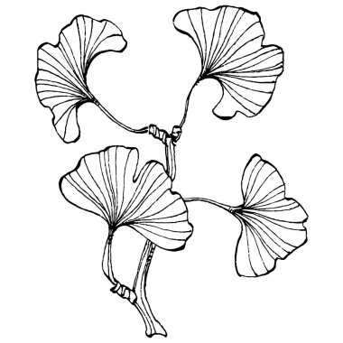 Ginkgo bitkisi elle çizilmiş. Çiçek dövmesi sanat tarzında detaylı. Beyaz arka planda siyah beyaz klipsli sanat. Logo için antika vintage oyma çizimi