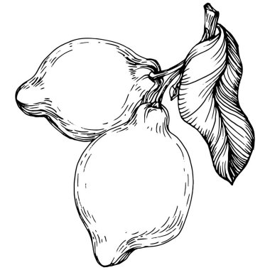 Lemon beyaz arka planda izole edilmiş. Organik yağ oymalı taslak. Güzellik ve kaplıca, kozmetik malzeme. Etiket, poster, broşür, ambalaj için harika