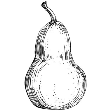 El çizimiyle çizilmiş armut eşkali. Beyaz arkaplanda meyve vektörü.