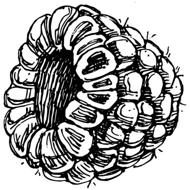 Ahududu izole vektör çizimi. Organik yağ oymalı taslak. Güzellik ve kaplıca, kozmetik malzeme. Etiket, poster, broşür, ambalaj için harika
