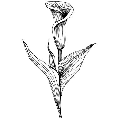 Elle çizilmiş tropik çiçek kallası. Lilium çiçek logosu ya da dövmesi sanat tarzında detaylı. Siyah beyaz klip sanatı izole edildi. Amblem için antika vintage gravür.