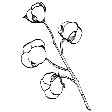 Pamuk çiçeği. Çiçekli botanik çiçeği. İzole illüstrasyon elementi. Arkaplan, doku, ambalaj deseni, çerçeve veya kenar çizimi için vektör el.