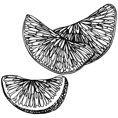 Mandarin Sketch Turunçgil Meyve Dekorasyonu. El yapımı Portakal Botanik Çizimleri. Beyaz arka planda izole edilmiş siyah beyaz çizgili sanat eserleri. 