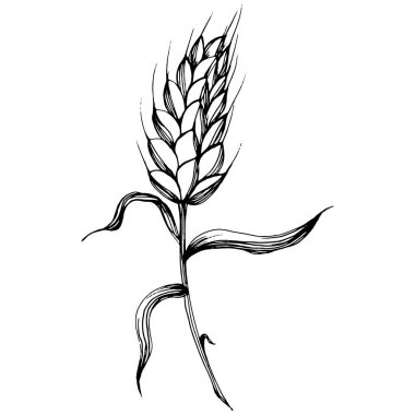 Buğday kulaklı el çizimleri. Korunma ve güvenliğin eski bir sembolü. Kütük için antik vintage oyma çizimi