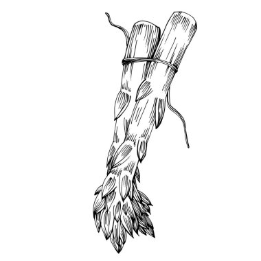 Kuşkonmaz elle çizilmiş. Sebze oymalı nesne. Menü, etiket, simge, kapak, sosyal gönderi için harika.