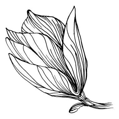 Manolya çiçeği. Çiçekli botanik çiçeği. İzole illüstrasyon elementi. Arkaplan, doku, ambalaj deseni, çerçeve veya kenar çizimi için vektör el.