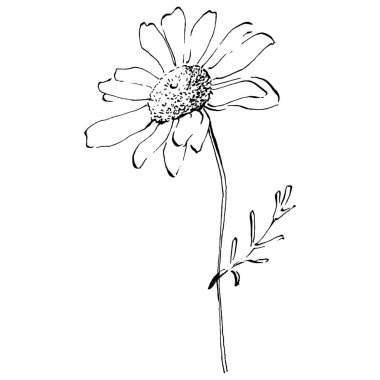 Papatya çayı elle çizilmiş. Daisy tekerleği