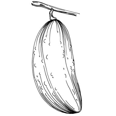 Salatalık sebzeleri taslak vektör çizimi. İşlemeli stil. Tarım piyasasında ürün. Tasarım menüsü, etiket, rozet, pankart ve tanıtım için en iyi yer. 