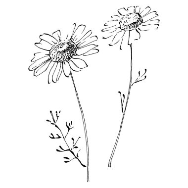 Papatya çayı elle çizilmiş. Daisy tekerleği