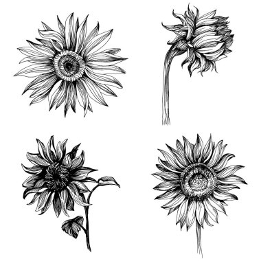 Ayçiçekleri elementleri. Çiçekli botanik çiçeği. İzole illüstrasyon elementi. Arkaplan, doku, ambalaj deseni, çerçeve veya kenar çizimi için vektör el.