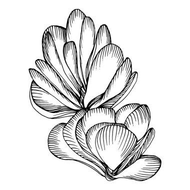 Lezzetli bir çiçek. Bitki bitkileri botanik kaktüsleri. İzole illüstrasyon elementi. Arkaplan, doku, ambalaj deseni, çerçeve veya kenar çizimi için vektör el.