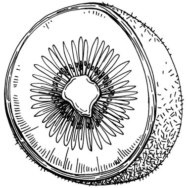 Olgun kivi beyaz üzerine izole edilmiş bir eskiz. Tropikal meyve çizim vektörü. Tasarım daveti, kartlar, posterler ve duvar resimleri için antika vintage gravür çizimi.