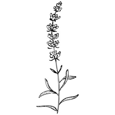 Lavanta çiçeği. Çiçekli botanik çiçeği. İzole illüstrasyon elementi. Arkaplan, doku, ambalaj deseni, çerçeve veya kenar çizimi için vektör el.