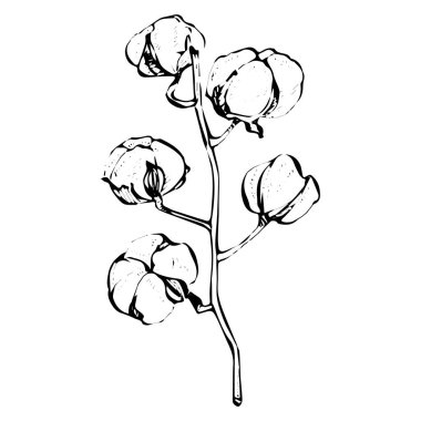 Pamuk çiçeği. Çiçekli botanik çiçeği. İzole illüstrasyon elementi. Arkaplan, doku, ambalaj deseni, çerçeve veya kenar çizimi için vektör el.