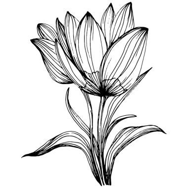 Crocus veya safran çiçeği. Çiçekli botanik çiçeği. İzole illüstrasyon elementi. Arkaplan, doku, ambalaj deseni, çerçeve veya kenar çizimi için vektör el.