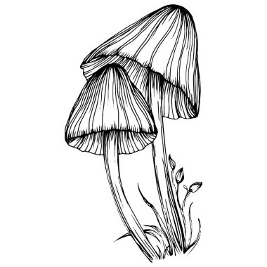 Logo için mantar çizimi. Mantar dövmesi sanat tarzında detaylı. Beyaz arka planda siyah beyaz klipsli sanat. Antika vintage gravür çizimi.