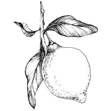 Lemon beyaz arka planda izole edilmiş. Organik yağ oymalı taslak. Güzellik ve kaplıca, kozmetik malzeme. Etiket, poster, broşür, ambalaj için harika