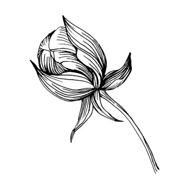 Şakayık çiçeği. Bitkisel şakayıklar. İzole illüstrasyon elementi. Arkaplan, doku, ambalaj deseni, çerçeve veya kenar çizimi için vektör el.