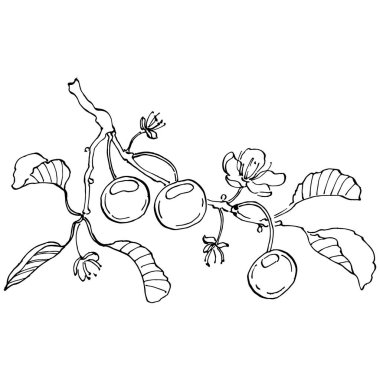 Kirazlı el klasik klipsli resim. Sanat tarzında detaylandırılmış böğürtlen logosu ya da dövme. Siyah ve beyaz izole edilmiş. Amblem için antika vintage gravür