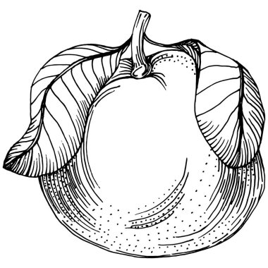 Mandarin çizim vektörü izole edildi. El çizimi illüstrasyon meyvesi. Yaz yemekleri oymalı eski moda. Detaylı vejetaryen eskizi. Tasarım logonuz için harika, amblem, etiket, poster, baskı, menü