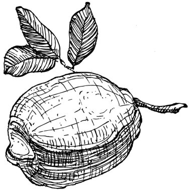 Lemon beyaz arka planda izole edilmiş. Organik yağ oymalı taslak. Güzellik ve kaplıca, kozmetik malzeme. Etiket, poster, broşür, ambalaj için harika