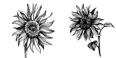 Ayçiçekleri elementleri. Çiçekli botanik çiçeği. İzole illüstrasyon elementi. Arkaplan, doku, ambalaj deseni, çerçeve veya kenar çizimi için vektör el.