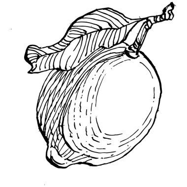 Lemon beyaz arka planda izole edilmiş. Organik yağ oymalı taslak. Güzellik ve kaplıca, kozmetik malzeme. Etiket, poster, broşür, ambalaj için harika