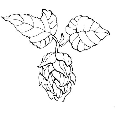 Zıplayan bitki el, klasik klipsli resim çiziyor. Humulus logosu ya da dövmesi sanat tarzında detaylı. Siyah ve beyaz izole edilmiş. Amblem için antika vintage gravür