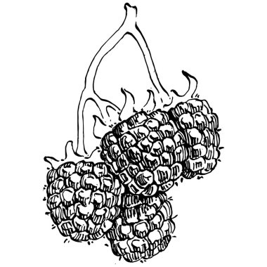 Ahududu izole vektör çizimi. Organik yağ oymalı taslak. Güzellik ve kaplıca, kozmetik malzeme. Etiket, poster, broşür, ambalaj için harika