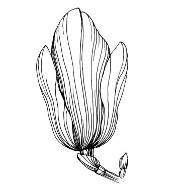 Manolya çiçeği. Çiçekli botanik çiçeği. İzole illüstrasyon elementi. Arkaplan, doku, ambalaj deseni, çerçeve veya kenar çizimi için vektör el.